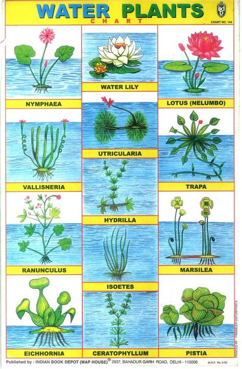 5 aquatic plants drawing|Aquatic plant .